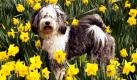 Tibet-Terrier Joschi steht inmitten gelb blühender Osterglocken auf einer Wiese im Rheinpark in Düsseldorf. Schnee auf den Bergen und Regen im Flachland sagen die Meteorologen für die kommenden Tage voraus. Auch für Ostern sieht das Wetter nicht viel besser aus. Foto: dpa