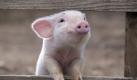 Ein Kinderbuch von Elwyn Brooks White, der vor allem durch seine Figur Stuart Little bekannt wurde, liegt dem Kinoerfolg Schweinchen Wilbur und seine Freunde (2006) zugrunde. In Buch und Film erlebt das Ferkel Wilbur auf einem Bauernhof etliche Abenteuer, zu Beginn seines Lebens entkommt es zudem ganz knapp dem Tod. Kritiker lobten die Geschichte als sympathisch-schlichte Fabel um Freundschaft und Verlust. 45 Millionen verkaufte Bücher und ein Einspielergebnis von 145 Millionen Dollar können sich sehen lassen. Foto: dpa