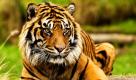 Die Tigerin Jaya aus dem Zoo in Tacoma im US-amerikanischen Bundesstaat Washington ist trächtig und erwartet Ende Mai mindestens zwei Jungtiere. Sumatra-Tiger gehören zu den gefährdeten Tierarten, deswegen wird die Geburt mit Spannung erwartet. Foto: ap