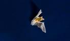 Eine Fledermaus jagt vor dem nächtlichen Himmel nach Insekten. Foto: Frank Rumpenhorst  Foto: dpa