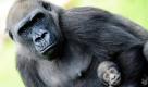 Das im Allwetterzoo in Münster lebende Gorillaweibchen Gana wird derzeit von Humanmedizinern des Universitätsklinikums betreut. Das zwölf Jahre alte Tier leidet an Magen- und Darmproblemen. Am Montag wurde es unter Narkose von einem Expertenteam untersucht, wie der Zoo heute mitteilte.  Foto: ddp