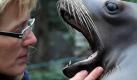 «Zeig mal deine Zähne !»: Bei der Inventur im Duisburger Zoo. Foto: Horst Ossinger Foto: dpa