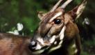 Ein Saola steht im Dschungel von Vietnam. Ein neues Naturschutzgebiet im zentralnepalesischen Quang Nam soll die seit kurzem entdeckte und bedrohte Tierart, die zu den Antilopen gehört, schützen helfen. In seinem Heimatland wird das Saola als asiatisches Einhorn bezeichnet. Foto: dapd