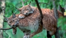 Luchse im Naturpark Bayerischer Wald. Foto: SRT-Archivbild