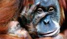 Im Zoo in Dresden liegt Orang-Utan-Weibchen Daisy mit ihrem Sohn Dodi im Schatten. Während Tierschützer Zoos kritisch sehen, leisten Tierparks selbst aktiv Artenschutz. Weltweit geben sie pro Jahr rund 280 Millionen Euro für die Bewahrung der Fauna aus. Das Geld stammt auch aus Eintrittsgeldern der Zoobesucher. Foto: dpa
