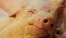 Ein Schwein liegt in Berlin auf der Grünen Woche 2010 in einem Gatter des Erlebnisbauernhofs.  Die Besucher können in den Messehallen unter dem Funkturm eine kulinarische Weltreise unternehmen. Rund 100.000 Spezialitäten von allen fünf Kontinenten werden angeboten.  Foto: ddp