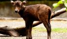 Mit dem Stehen klappt es schon richtig gut. Das 23-Tage alte Anoa-Kalb mit Namen Tyson erkundet in Berlin erstmals das Freigehege des Zoos. Klein wird der süße Vierbeiner bleiben. Die auf der indonesischen Insel Sulawesi heimischen Rinder werden nur 1,10 Meter groß. Tyson habe sich prächtig entwickelt und könne den Besuchern jetzt gezeigt werden, meint die Zooleitung. Foto: dpa