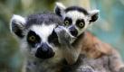 Ein kleines Katta-Baby sitzt im Zoo in Frankfurt am Main auf dem Rücken von Mama Grosse Chester. Die Katta-Affen im Frankfurter Zoo haben Nachwuchs bekommen. Die drei etwa sieben Wochen alten Babys, darunter Zwillinge, erkunden neugierig ihre Umgebung. Foto: ddp