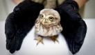 Ein Tierarzt hält eine von Pestiziden vergiftete Eule in seinen Händen. DasTier wird im Greifvogel Schutz-Zentrum inPeking behandelt. Jedes Jahr kommen mehr als 43 Eulen-Arten in die Stadt. Viele sterben bei Kollisionen mit Wolkenkratzern oder werden illegal gefangen. Foto: dapd
