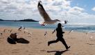 Ein Junge versucht am Strand von Auckland in Neuseeland Möwen zu fangen. Mit dem Herbst übernehmen die Möwen wieder den Strand. Das Wetter ist allerdings noch immer sehr spätsommerlich, in Deutschland wie in Neuseeland. Foto: dapd