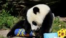 Der Große Pandabär Fu Hu inspizierte heute im Tiergarten Schönbrunn in Wien die Geschenke zu seinem ersten Geburtstag. Mit dem Auspacken hatte er aber noch so seine Probleme. Fu Hu ist der zweite Panda, der in einem europäischen Zoo auf natürliche Weise gezeugt, geboren und aufgezogen wurde.  Foto: dapd