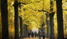 Spaziergänger gehen am Reformationstag in Erfurt durch eine Allee mit herbstlich gefärbten Blättern. Der 31. Oktober ist in Thüringen ein gesetzlicher Feiertag. Auch die Einwohner von Brandenburg, Mecklenburg-Vorpommern, Sachsen und Sachsen-Anhalt habe heute frei. Foto: Jens-Ulrich Koch/dapd