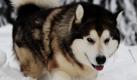 Anjuk, ein dreijähriger Malamute tobt im Harz durch den Schnee. Bei Minus fünf Grad Celsius gibt es eine stabile Schneedecke, die im Oberharz Rodeln und Ski-Langlauf ermöglicht. 
 Foto: dpa