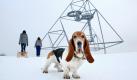 Hund Tonn (Rasse Basset) steht am Montag (04.01.2010) am Tetraeder an der Halde Beckstraße in Bottrop während zwei Mädchen mit ihrem Schlitten durch den Schnee laufen. Der Winter hat Nordrhein-Westfalen mit einer geschlossenen Schneedecke und Temperaturen im Minusbereich fest im Griff. Foto: Julian Stratenschulte dpa/lnw +++(c) dpa - Bildfunk+++ Foto: dpa