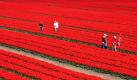 Ein Tulpenfeld steht bei Krabbendam in den Niederlanden in voller Blüte. Foto: ap