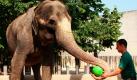 Elefantenkuh Vilja spielt im Botanischen Garten in Stuttgart mit einem Tierpfleger Ball. Die 60-jährige Elefantendame ist gestern an den Folgen eines Kreislaufkollaps gestorben. Das Tier brach in seiner Anlage zusammen und rutschte in der Folge in einen Graben. Vilja war die älteste Elefantenkuh Europas. Foto: ddp
