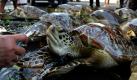 Riesenschildkröten werden auf dem Polizeirevier im indonesischen Denpasar mit Wasser besprüht. 70 der seltenen Panzertiere wurden von der Polizei bei einer Razzia konfisziert. Foto: ap