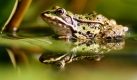 Forscher warnen vor dem Aussterben der Frsche: Jedes Jahr landen bis zu einer Milliarde weltweit in Kochtpfen. Foto: dpa