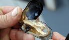 Eine Lebensmittelvergiftung nach dem Konsum von Muscheln, beispielsweise von Miesmuscheln und Austern, ist besonders gefährlich. Absolute Frische der Produkte ist oberstes Kriterium. Bei Miesmuscheln gilt:Sind sie schon vor dem Kochen offen, oder bleiben sie nach dem Garen geschlossen, dann ab damit in den Mülleimer. Foto: dpa