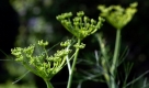 Fenchel hilft bei Magen-Darm-Beschwerden, Völlegefühl und Blähungen sowie bei Katarrhen der oberen Luftwege. Die Forschergruppe Klostermedizin der Uni Würzburg hat herausgefunden, dass in Deutschland erstmals Walahfrid Strabo, Abt des Klosters Reichenau, um 840 über die Heilwirkungen der Pflanze schrieb: Mit Wein oder Ziegenmilch getrunken soll der Fenchel die Blähungen des Magens lösen, die träge Verdauung verbessern und bei Husten hilfreich sein. Foto: dpa