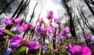 Violett blüht die Frühlings-Platterbse im Botanischen Garten in Berlin. Sie wächst in unseren heimischen Laub- und Mischwäldern im Halbschatten und gilt als typische Buchenwaldpflanze.  Foto: dpa