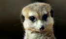 Zwei Erdmännchen sind aus ihren Höhlen im Opel-Zoo bei Bad Homburg gekommen. Eine Patenschaft für eines der putzigen Erdmännchen aus dem
örtlichen Zoo - das steht hoch oben auf der Wunschliste vieler Kinder und auch Erwachsener in Nordrhein-Westfalen. 


 Foto: ddp