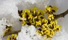 Auf den Zweigen einer blühenden Zaubernuss (lat. Hamamelis) liegt Schnee, aufgenommen am 16.02.2009 im brandenburgischen Jacobsdorf (Oder-Spree). Blühende Zaubernüsse sind die Attraktion im winterlichen Garten. Die Sträucher zeigen bei mildem Wetter bereits ab Anfang Januar ihren Blütenflor. Wenn die Pflanze mitten im Winter ihre fadenartigen, leuchtend gelben bis roten Blütenblätter zeigt, erscheint sie wie verzaubert. Foto: Patrick Pleul dpa/lbn +++(c) dpa - Bildfunk+++ Foto: dpa