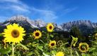 Sonnenblumen stehen vor dem Wilden Kaiser auf einem Feld in Ellmau in Tirol. Österreich hat im Moment bessere Chancen auf Sonnenschein: Hier steigen die Temperaturen bis auf 32 Grad. Foto: ap