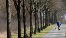 Allee aus Beuys-Bäumen in Kassel Foto: Uwe Zucchi  Foto: dpa