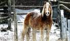Ein Pferd steht auf einer Weide in Gundernhausen im Schnee. Die Polarluft weicht zu Wochenbeginn allmählich nasskaltem Wetter.  Foto: ddp