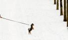 Ein kleiner Hund stellt sich in Frankfurt am Main neugierig auf die Hinterpfoten, während er mit seinem Herrchen einen schneebedeckten Spazierweg am Flussufer entlang läuft. Die Schneedecke dürfte wohl auch in den nächsten Tagen erhalten bleiben.  Foto: dpa