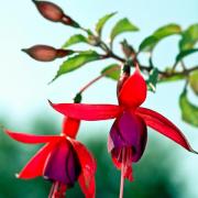 Fuchsien und Co.: Diese Blumen stecken Regen weg (Foto)
