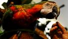 Dass manche Vögel wie dieser Ara in einem Laden in Berlin nicht auf den Schnabel gefallen sind, wissen Vogelbesitzer schon länger. Dass sie jedoch mit ihrer Intelligenz teilweise Säugetiere und sogar den Menschen übertreffen, wie Forscher gerade herausfanden, ist eine verblüffende Erkenntnis. So können Eichelhäher sich 30.000 Futterverstecke auf einmal merken. Elstern erkennen sich im Spiegel, Aras, Amazonen und Graupapageien können nicht nur die menschliche Sprache nachäffen, sondern sogar den Sinn verstehen und für sich nutzen. Mit einem Will raus oder habe Hunger richten sie unmissverständliche Botschaften an ihren Besitzer. Foto: ddp