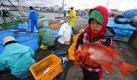 Der 9-Jährige Kosuke Watanabe hilft seiner Familie am Hafen von Ohara, südlich von Fukushima, den morgendlichen Fang aus den Netzen des Familienbootes zu sortieren. Weil erhöhte Werte von Cäsium 137 im Ozean in der Nähe des schadhaften Atomkraftwerks gemessen wurden, bestehen nun Zweifel über die Genießbarkeit der Meerestiere um Fukushima. Foto: dpa