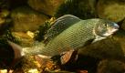 Die Äsche ist Fisch des Jahres 2011. Die Äsche gehört zu den schönsten Fischen unserer Flüsse, teilte der Verband Deutscher Sportfischer (VDSF) in Offenbach mit. Die Tiere mit kleinem Kopf und spitzem Maul werden bis zu 70 Zentimeter lang, der Rücken schimmert graugrün oder bläulichgrau, Flanken und Bauch silberweiß bis messingfarben.  Foto: dpa