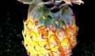 Enzympräparate wie etwa das Ananas-Enzym Bromelain aktivieren unter anderem das Abwehrsystem und können die Nebenwirkungen von Strahlen- und Chemotherapie mindern.  Foto: ddp