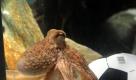 2008 - 2010 
Er hat das Sommermärchen 2010 zumindest vorausgesagt: Krake Paul aus dem Sea Life Center Oberhausen. Vor jedem Deutschlandspiel tippte das Meerestier richtig, sagte sogar die Niederlagen gegen Spanien und Serbien voraus. Am 26. Oktober ist Paul gestorben. Einen freut sein Ableben: Diego Maradonna. Dieser gibt dem Kraken die Schuld an Argentiniens Niederlage gegen Deutschland.  Foto: dpa