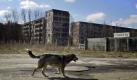 ADVANCE FOR USE SUNDAY, SEPT. 4, 2011 AND THEREAFTER - In this Sunday, April 2, 2006 photo, a dog walks in the deserted town of Pripyat, Ukraine, some 3 kilometers (1.86 miles) from the Chernobyl nuclear plant. Chernobyl and Fukushima are some 5,000 miles apart but have much in common. The towns nearest to each of these stricken nuclear power stations, in Ukraine and Japan, whose disasters struck 25 years apart, already reveal eerie similarities. (AP Photo/Sergey Ponomarev) ONE OF PAIR NO. 1  Foto: dapd