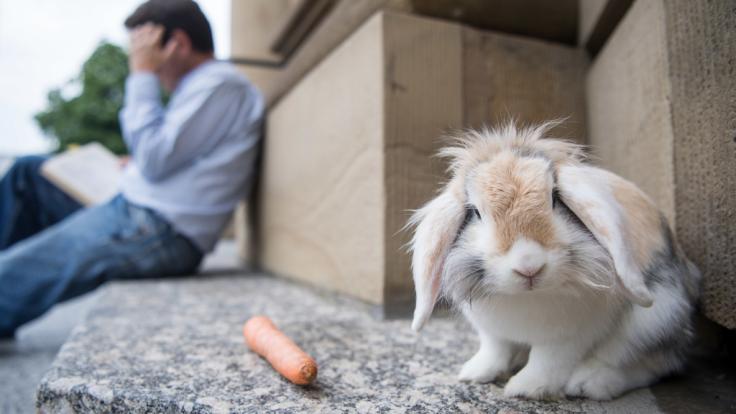 Während sein Besitzer liest, sitzt Kaninchen Oliver auf den Stufen der Oper oder zwischen den Säulen.
