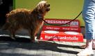 Ein Hund steht am Eingang der Tiertafel in Mannheim an einer Trinkstelle. Bundesweit gibt es 24 Tiertafeln, die erste wurde 2006 in Brandenburg gegründet. Die Menschen kommen sogar aus Hessen in die zweitgrößte baden-württembergische Stadt, um Futter zu holen. Gespendet wird von Privatleuten und Geschäften, beispielsweise Drogerien oder Zoohandlungen. Foto: dpa