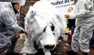 Aktivisten der globalisierungskritischen Organisation Attac verwandeln in Frankfurt am Main mit Hilfe von Tapetenkleister und Watte den Bronze-Bären vor der Deutschen Börse symbolisch in einen Eisbären. Attac fordert nach eigenen Angaben ein internationales Bekenntnis zur Klimagerechtigkeit. Foto: ddp