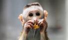 Ein Hutaffenjunges knabbert im Zoologischen Garten in Berlin-Charlottenburg an einer Erdnuss. Vor zwei Monaten kam das Jungtier, das zur Familie der Makaken gehört, im Berliner Zoo zur Welt. Foto: dapd