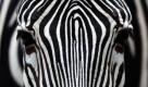 Zebras (Foto)