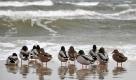 Am Strand von Bansin auf Usedom hat eine Entenfamilie den Ausflug in die Kälte gewagt. Foto: dpa