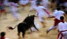 Eine Woche lang hetzten hunderte Menschen auf der Flucht vor wilden Stieren durch die Gassen von Pamplona. Beim traditionellen San-Fermín-Fest wurde nach offiziellen Angaben niemand ernsthaft verletzt. Tierschützer fordern seit Jahren ein Verbot des Stierkampfes und der Stiertreiben. Die Tiere werden nach dem Rennen getötet. Foto: dapd