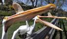 Katie Gut, a volunteer at the Racine Zoo, feeds American White Pelicans capelin fish, on Thursday, April 22, 2010. The zoo houses several pelicans on the grounds. (AP Photo/The Journal Times, Scott Anderson) Foto: ap