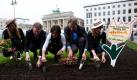 Model Nicola (von links), Landbaurat Gerbert Kunst der Niederländischen Botschaft, Annemarie Gerats vom Blumenpark Keukenhof, Lothar Peters vom Niederländischen Büro für Tourismus  Convention und Model Judith pflanzen vor dem Brandenburger Tor in Berlin Blumenzwiebeln. Das Niederländische Büro für Tourismus  Convention (NBTC) pflanzte gemeinsam mit dem Blumenpark Keukenhof 55.000 holländische Tulpen und Mascaris. Foto: dapd