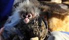 Das Klammeraffenbaby Estela wird im Zoo von Melbourne von seiner Großmutter Sonya von lästigen Läusen befreit. Für mehr als zwei Monate wurde das kleine Äffchen rund um die Uhr von einem Team von liebevollen Pflegern betreut, weil es von seiner abgestoßen wurde. Nun soll sich Oma Sonya um den Nachwuchs kümmern. Foto: dpa