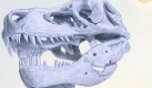 Löcher in dem Unterkiefer eines Tyrannosaurus rex. Diese deuten auf eine Infektion mit bestimmten Einzellern hin, berichten Forscher. Zeichnung: Chris Glen, University of Queensland Foto: dpa