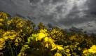 Schlechte Aussichten: Dunkle Wolken ziehen über ein Rapsfeld in Niedersachsen. Foto: Peter Steffen Foto: dpa
